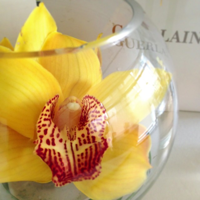 At the Orchidee Inperiale workshop with @jolenechis @elainnio @rachelxooo....