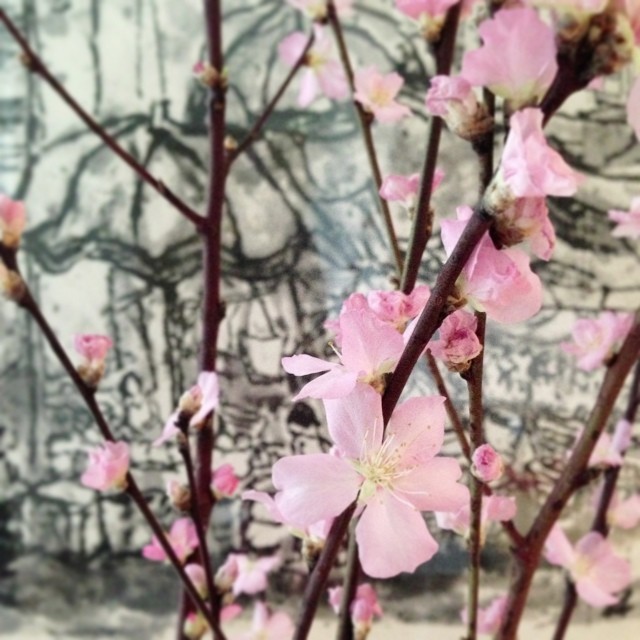 Good CNY morning!! My cherry blossoms are in bloom!! Here's wishing everyone a beautiful year ahead, filled with hope & joy! Have fun visiting!! Huat ah!! 🍊🍊🍊